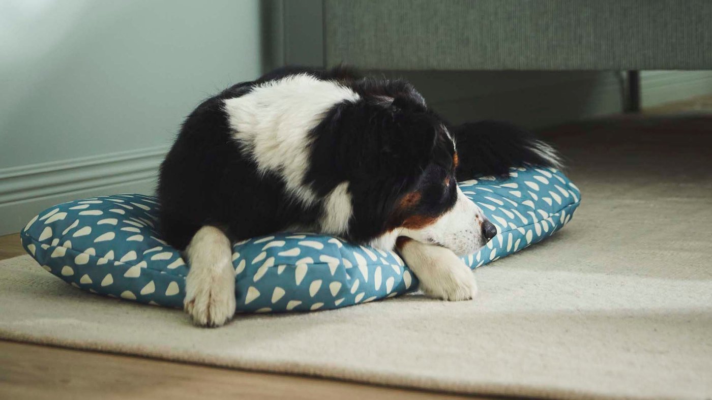 A black and white dog lays on a blue patterned pet bed/cushion on the floor, next to a bed.