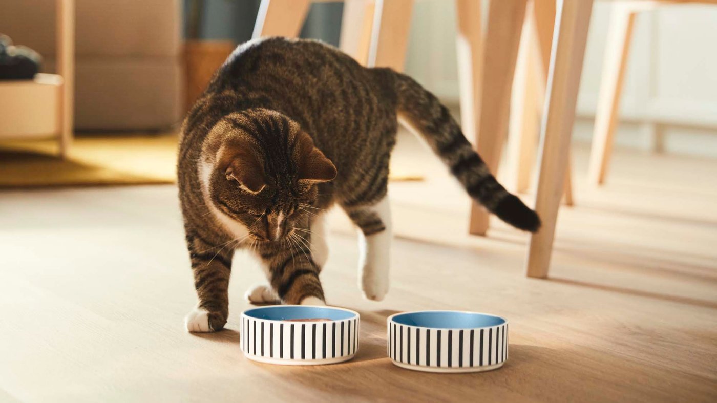 A cat looks at its food in one of two pet bowls on the floor.