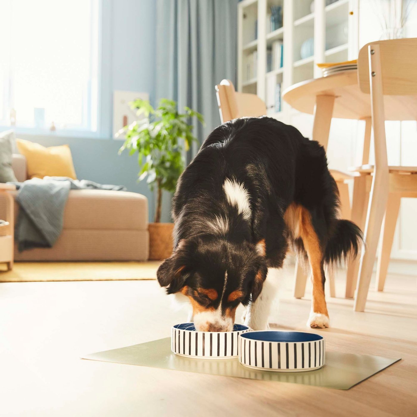 A dog eats from two striped bowls on the floor of a living/dining room.