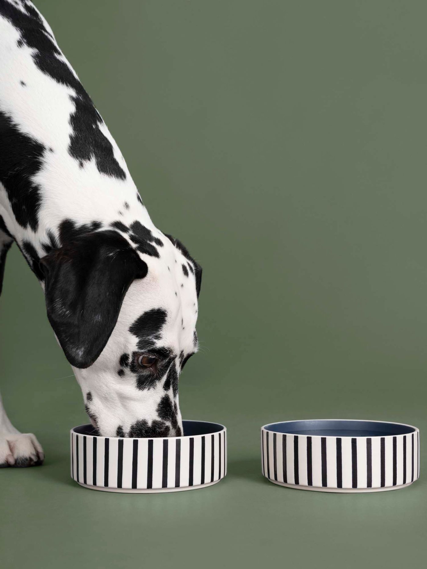 A dalmation dog eats from one of two striped pet bowls against a green background.