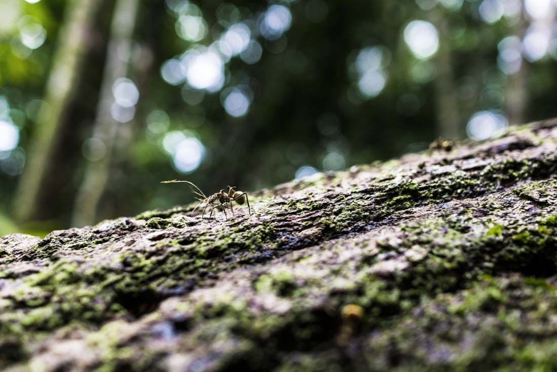 An ant crawls on a mossy log in the forest.