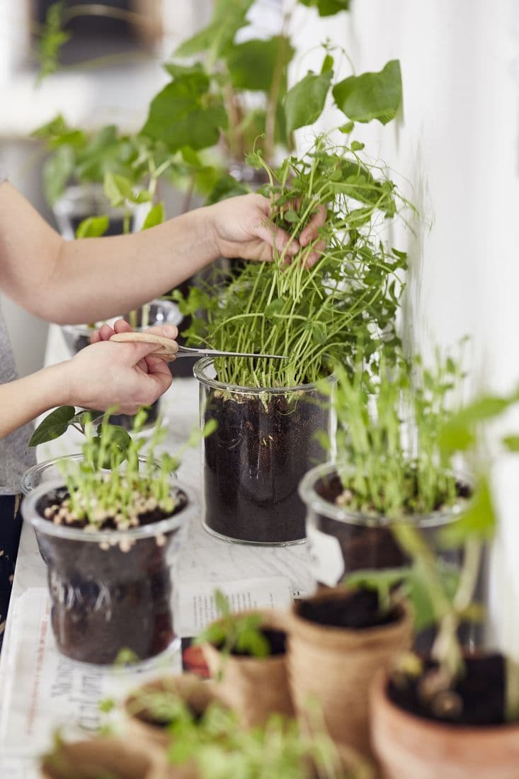 A person's hands cutting herbs that are growing in glass containers