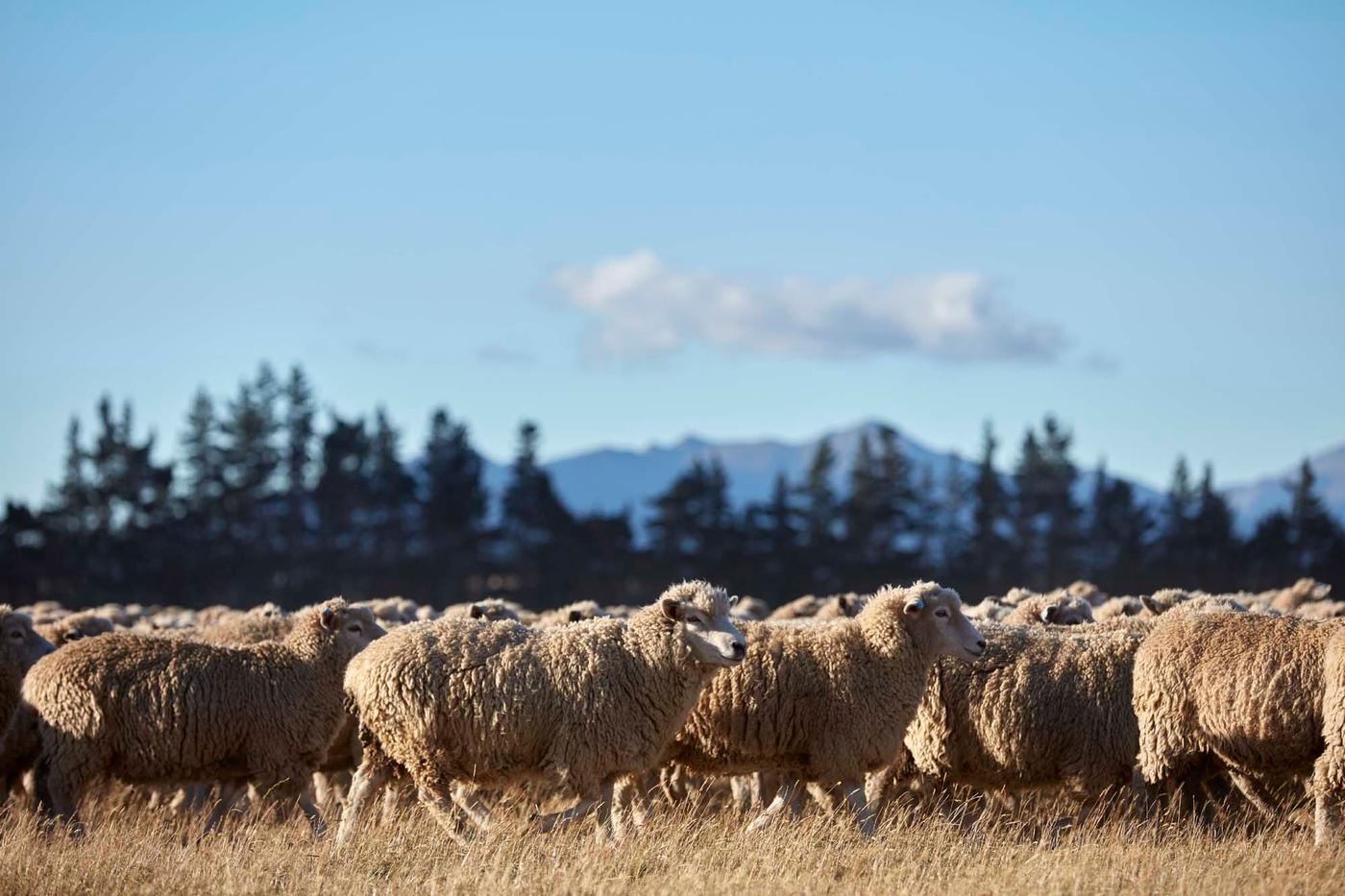 A herd of sheep in a field against a blue sky with clouds.
