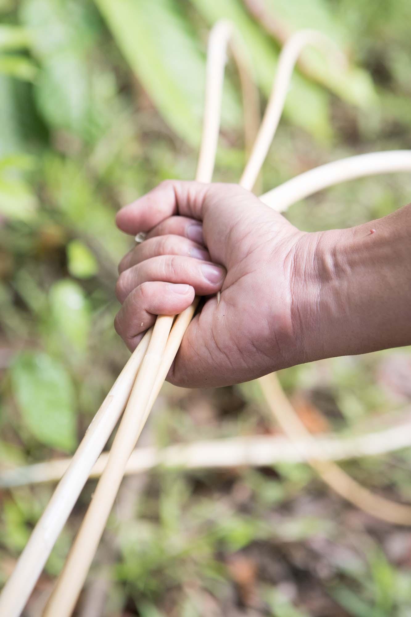 A hand clutches pieces of rattan straw.
