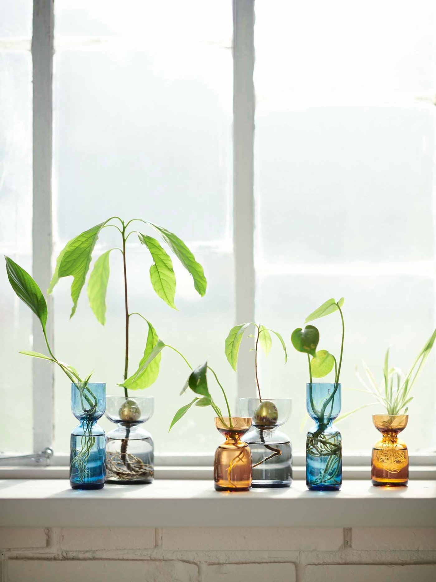 Blue and orange vases with seedlings and saplings sit on a windowsill.
