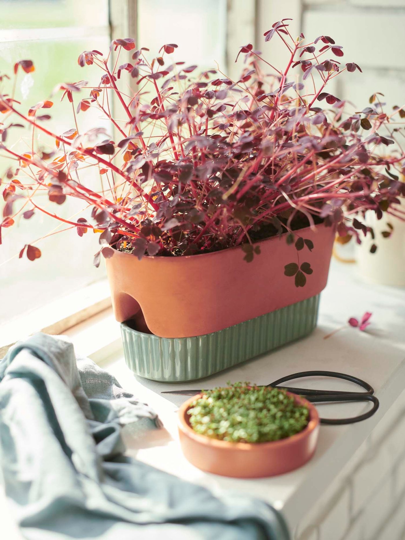 A DAKSJUS self watering planter sits on a windowsill. It is filled with a beautiful red plant.