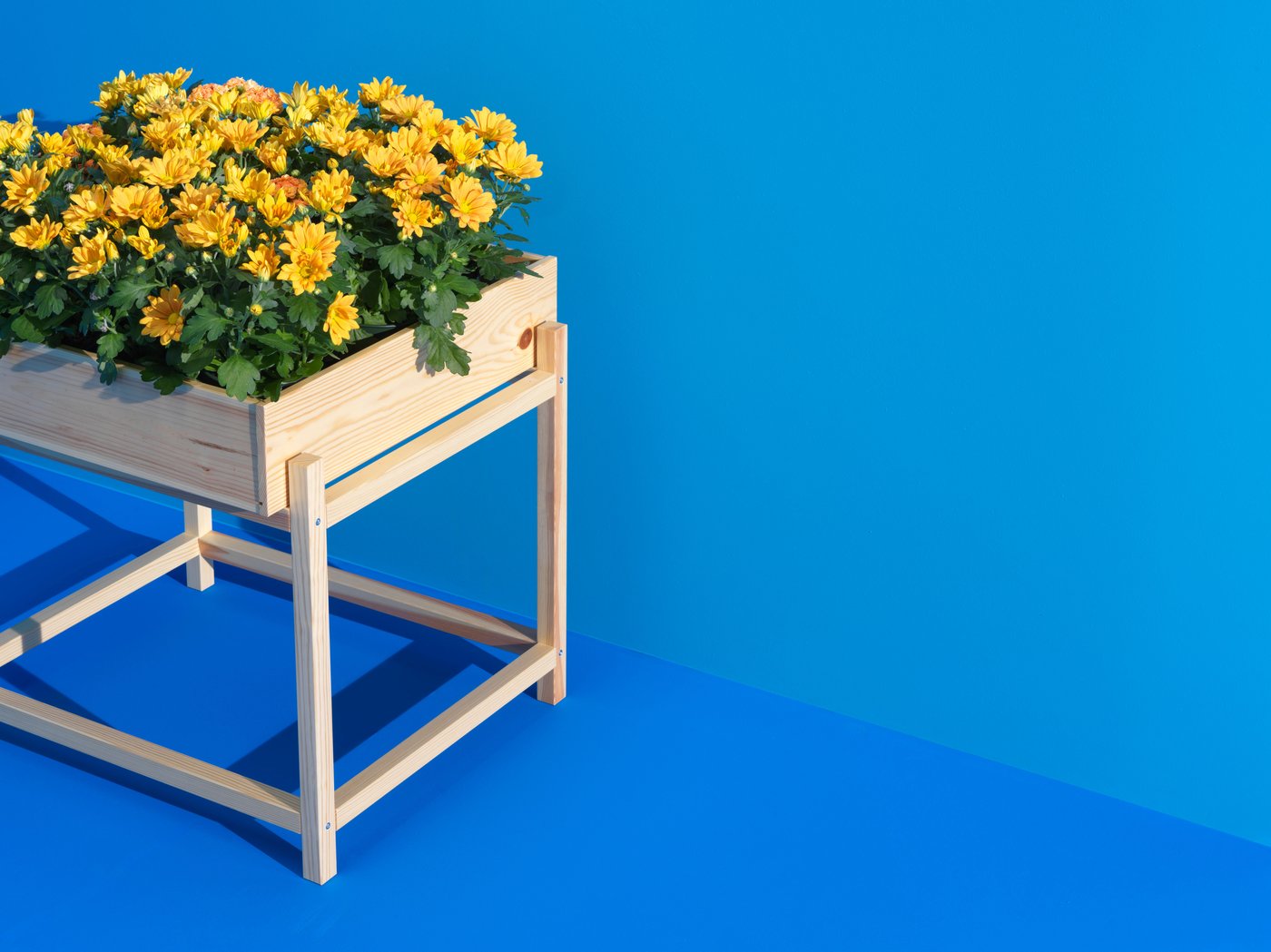 Bright blue background and floor. Natural wood colored table with yellow flowers on them.