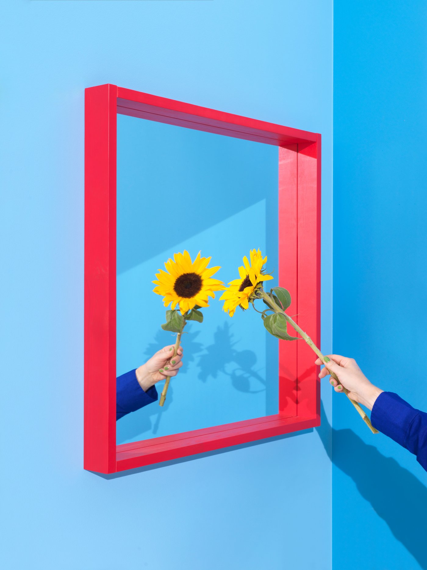 Blue background, on it a mirror with a red frame and hand holding a sunflower in front of it.