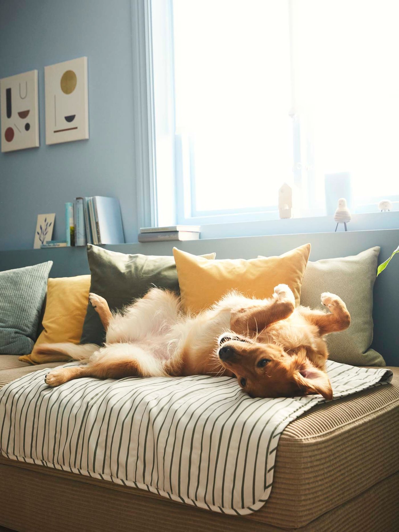 A dog rolls happily around on a striped blanket on a sofa.