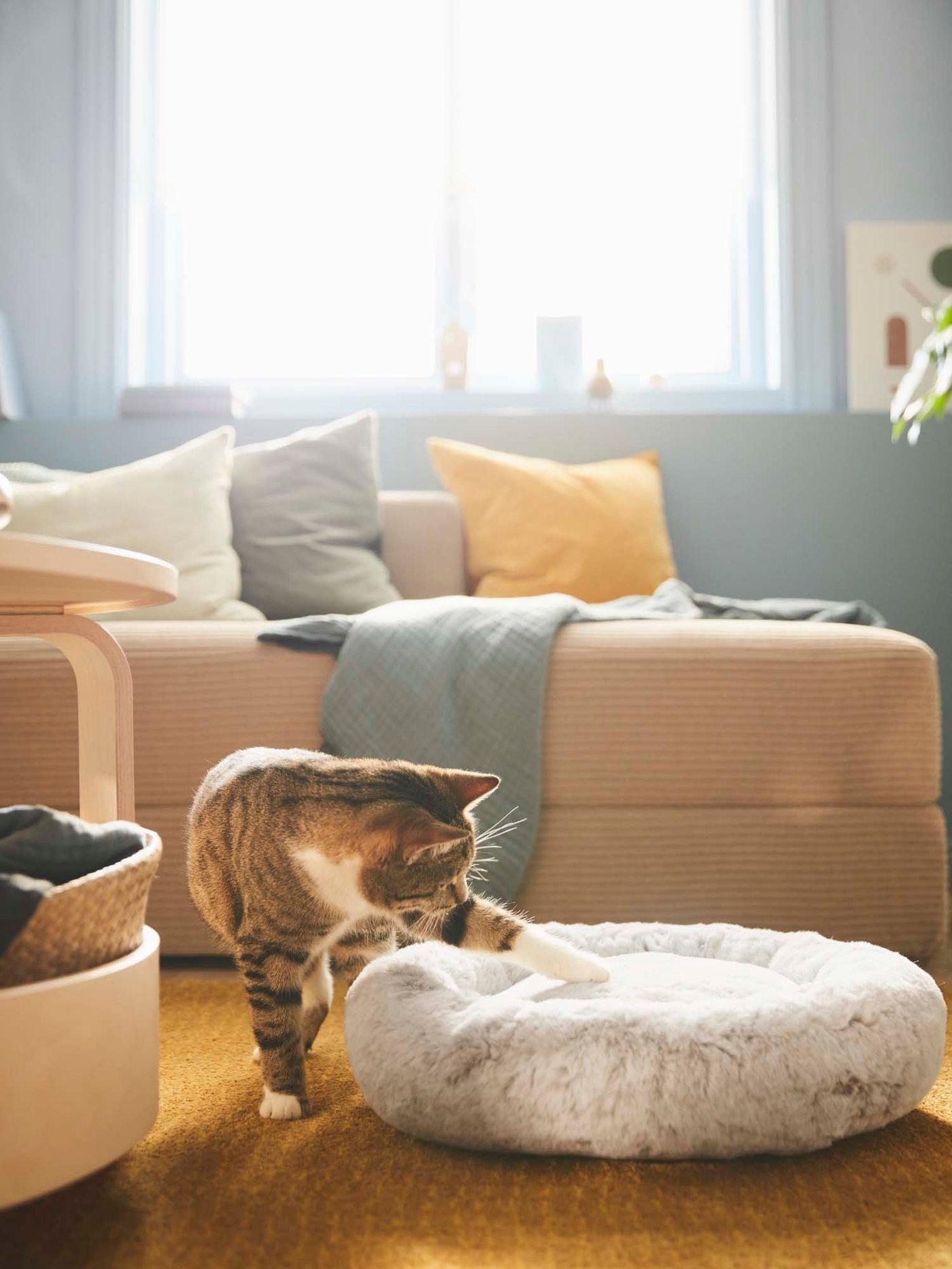 A cat steps into a furry pet bed on the floor in the living room.
