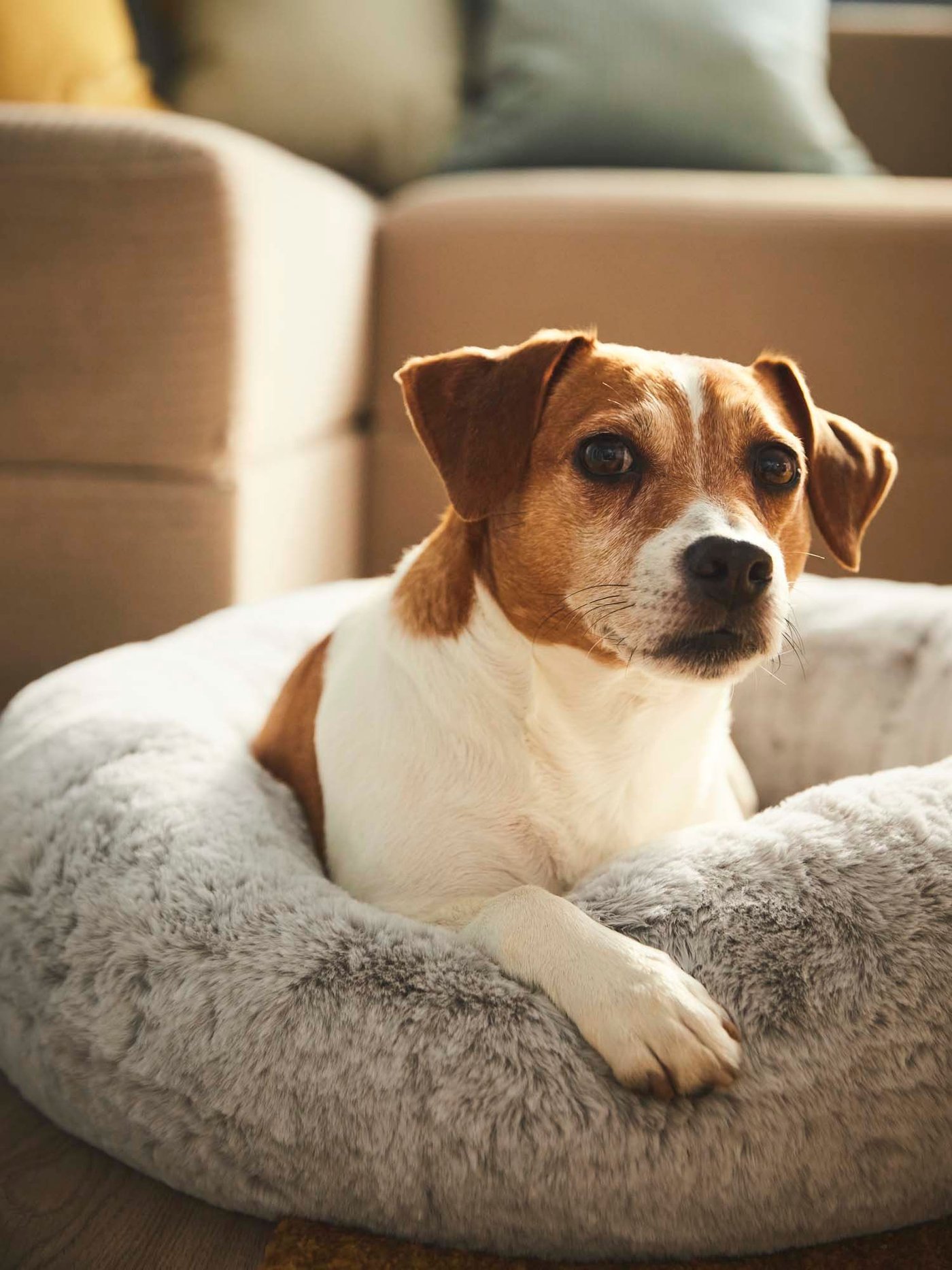 A small dog sits on a furry calm bed in the living room.