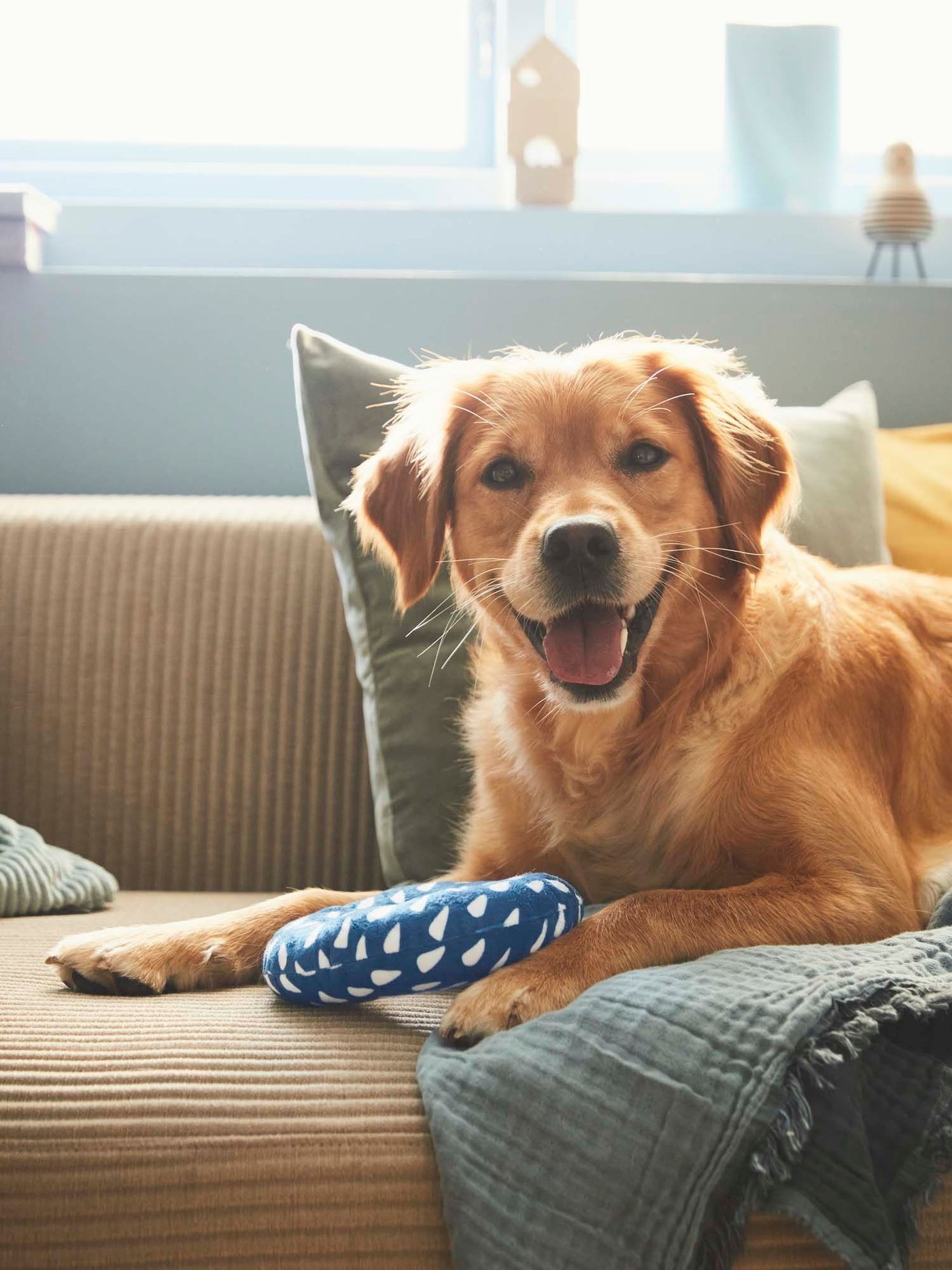 A dog sits on the sofa with a toy. The dog is looking at the camera.