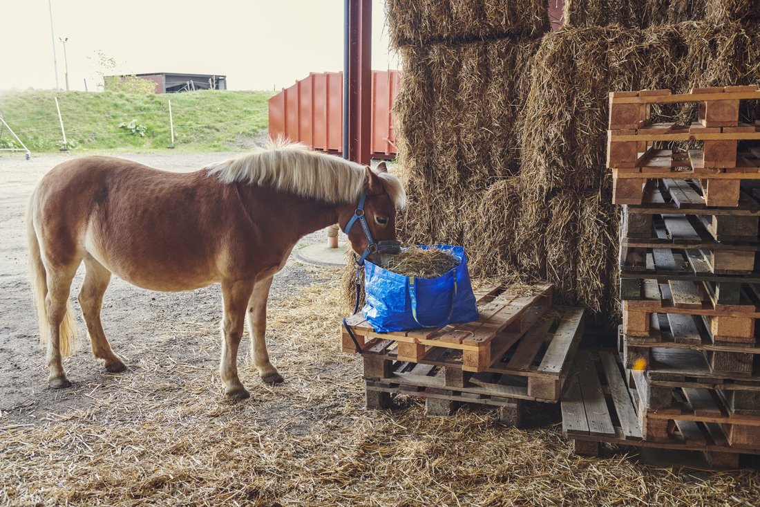 A horse is eating hay from an updated FRAKTA bag.