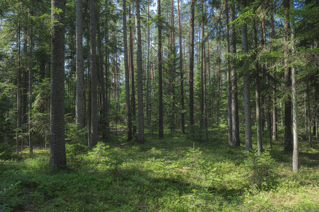The sun shines down in a clearing in a forest full of tall trees.