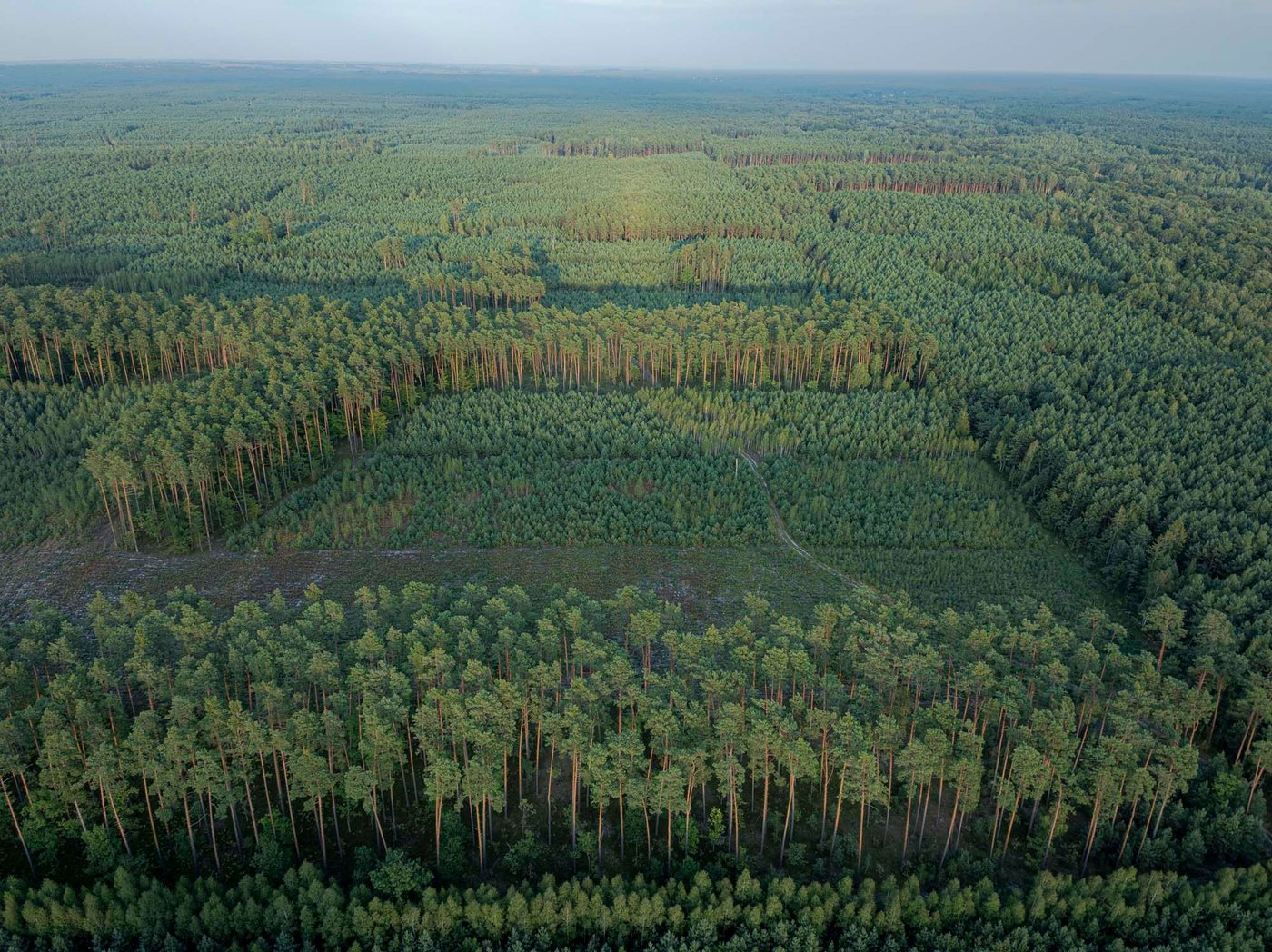 An aerial view of a huge forest and the horizon.