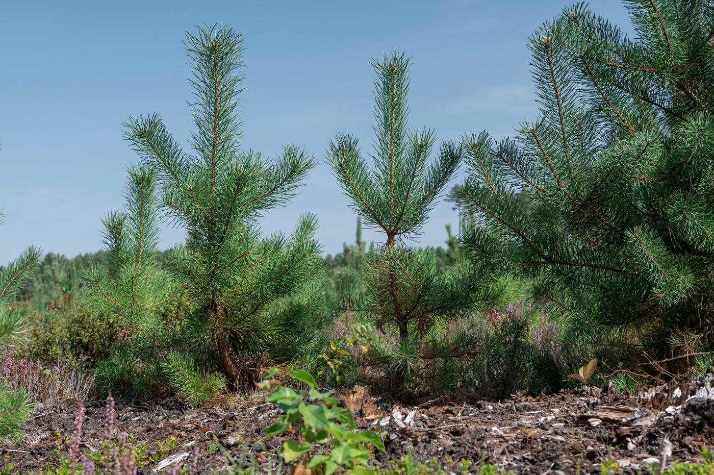A small row of pine trees planted in a row.