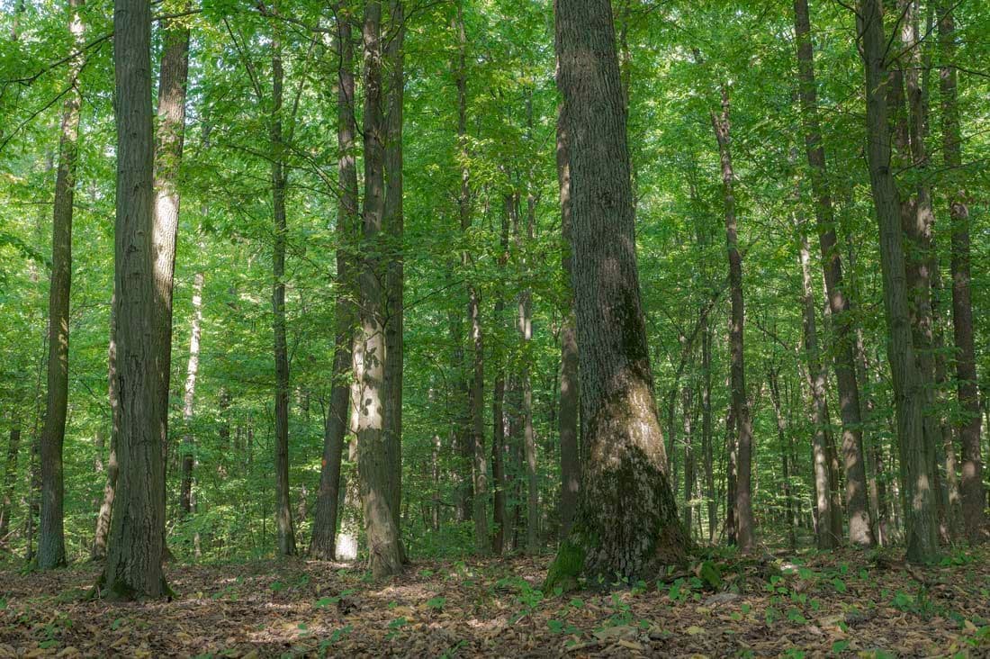 Inside a green forest.
