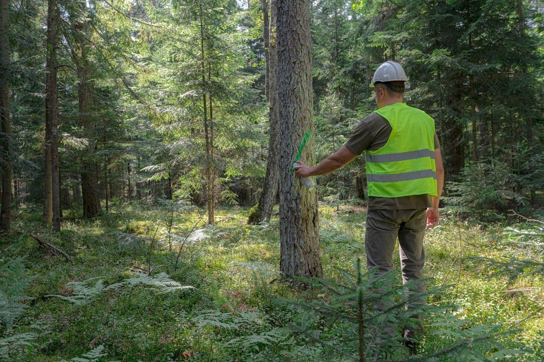 A green forest, in the middle a man wearing a white hard hat and a yellow reflex vest.