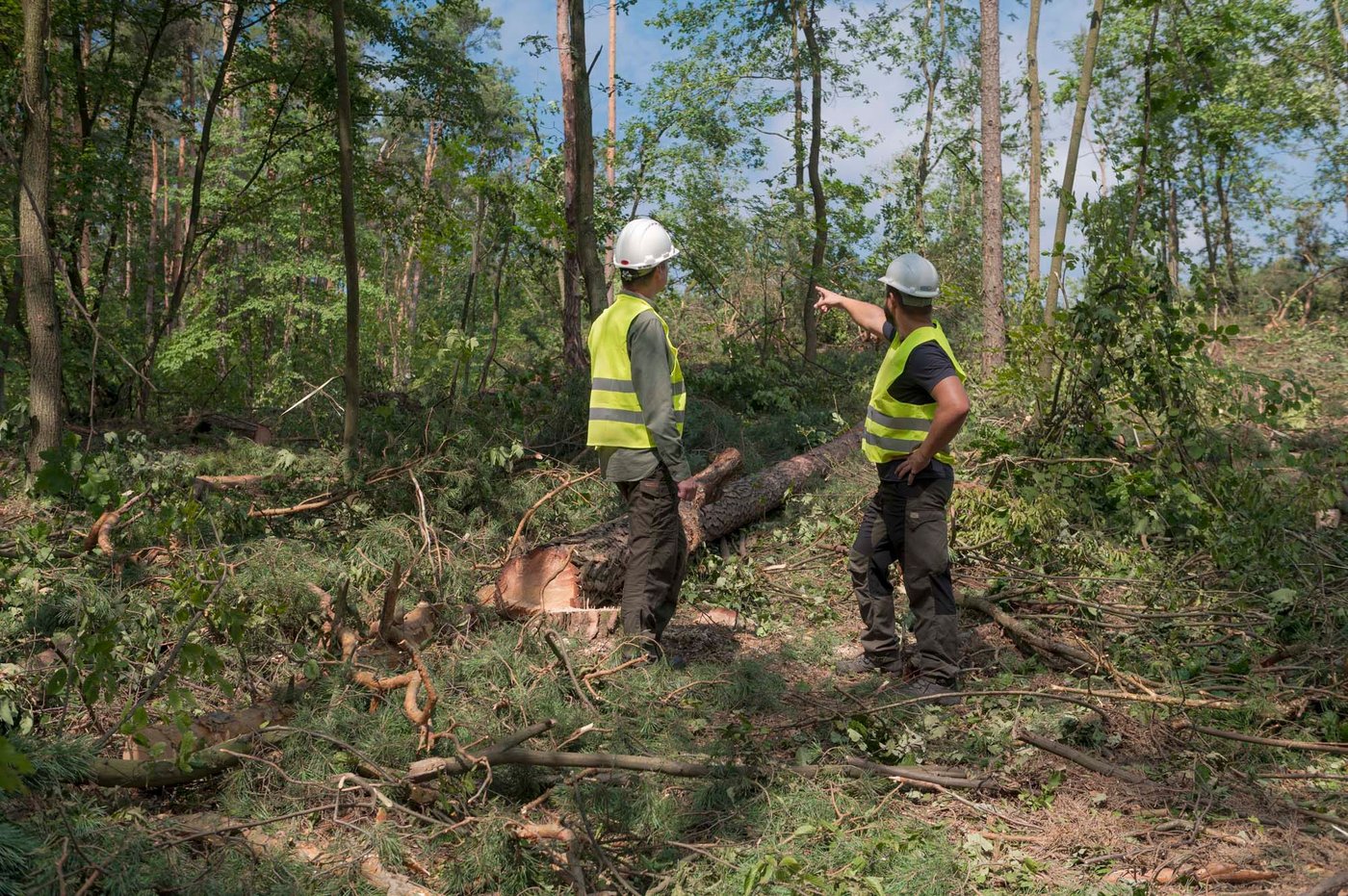 Two people wearing protective clothing stand in a forest, next to a felled tree. One of them points to something in the distance.