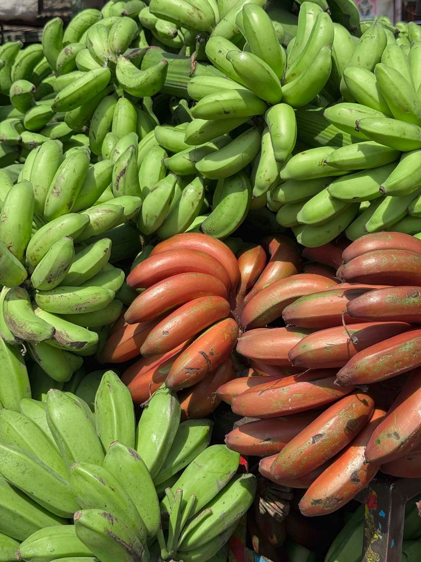 Lots of bunches of green and orange bananas.