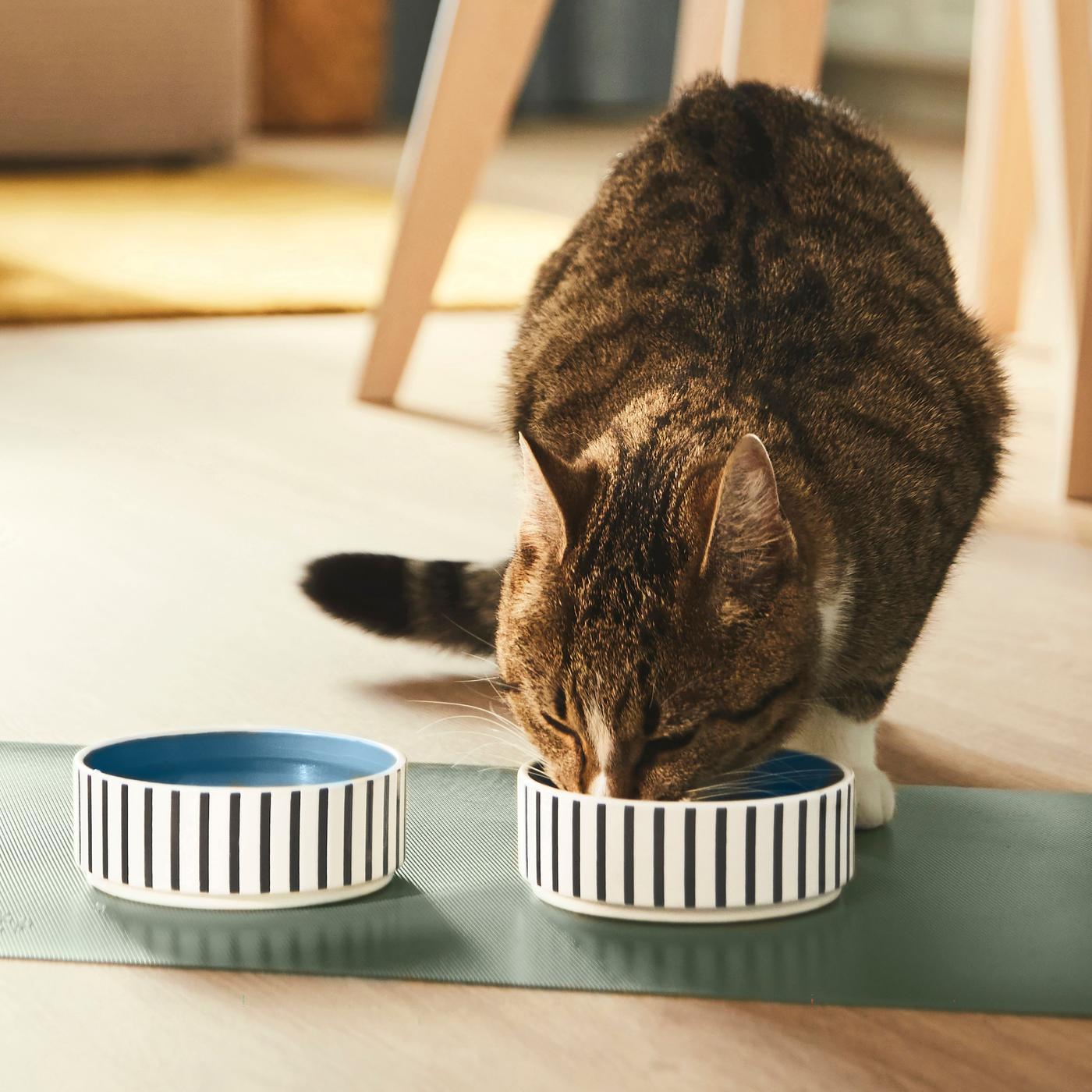 A cat is drinking or eating from a bowl with white background color and black stripes.