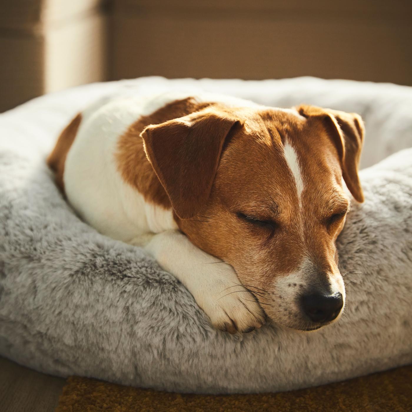 A dog is taking a nap on a resting pillow.