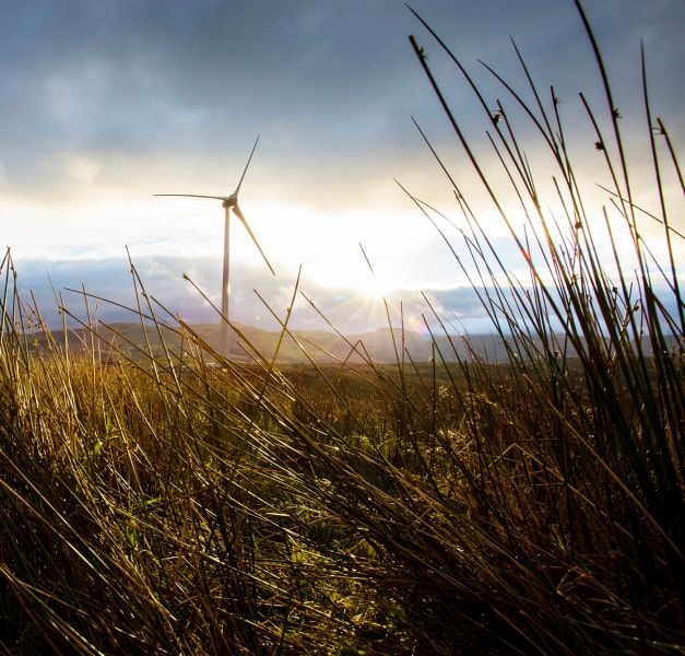 A parting in the long grass shows a cloudy sky and a wind turbine in the distance.