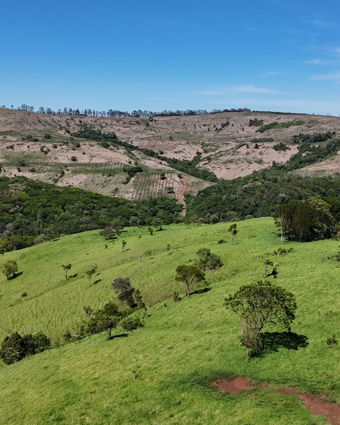 Blue skies above the fields of the Brazilian Forestland.