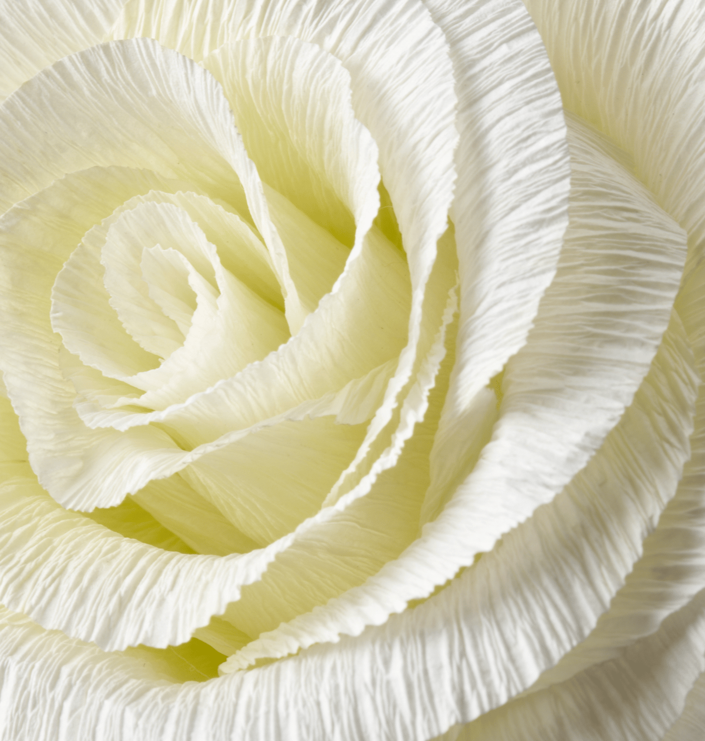 A close-up of a GULDSPETT artificial white paper rose.