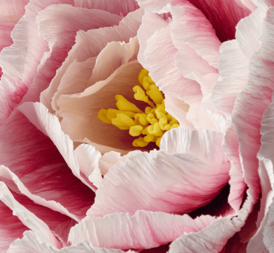 A close-up of a pink GULDSPETT artificial paper peony.