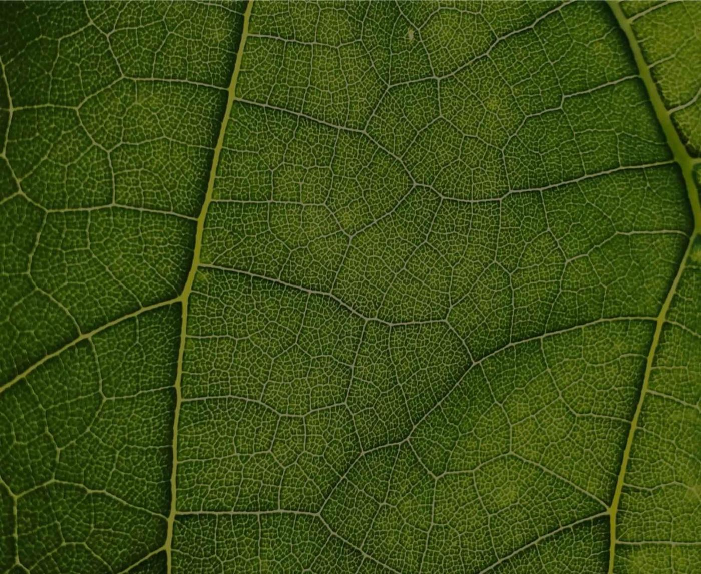 An extreme close-up on a green leaf.