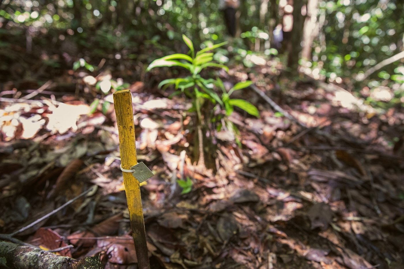 Close up of a forest floor with a yellow tagged peg placed upright in the ground