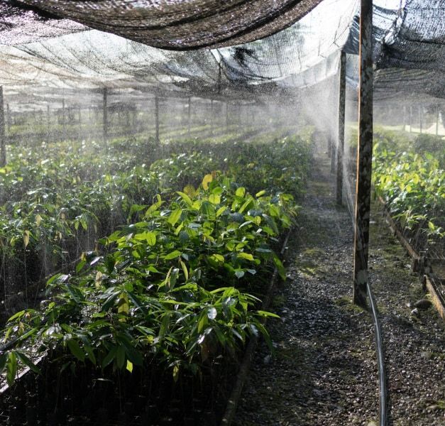 Inside a seedling nursery in Borneo. It is covered in net. The sprinklers spray water.