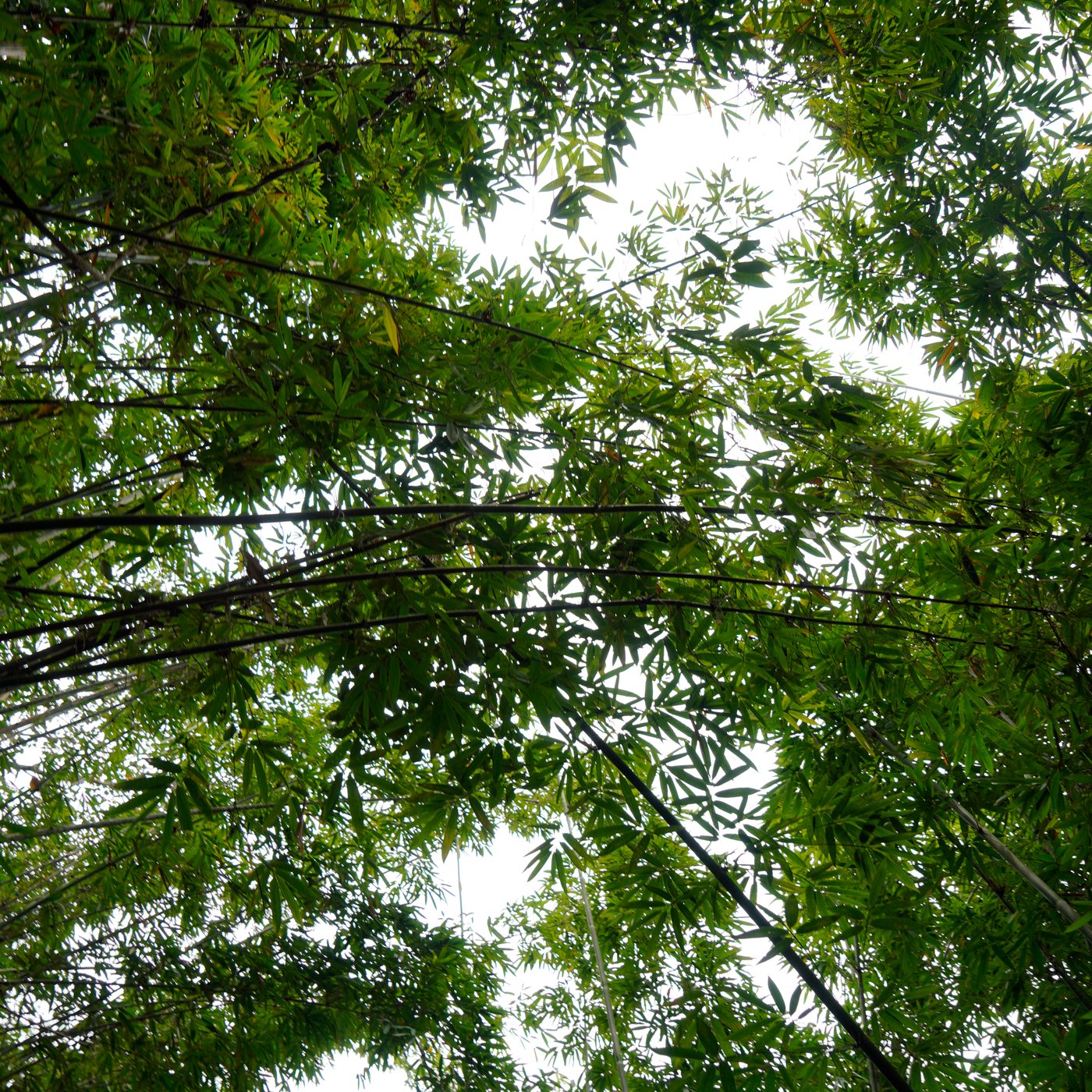 Skyward view of a lush bamboo forest canopy.