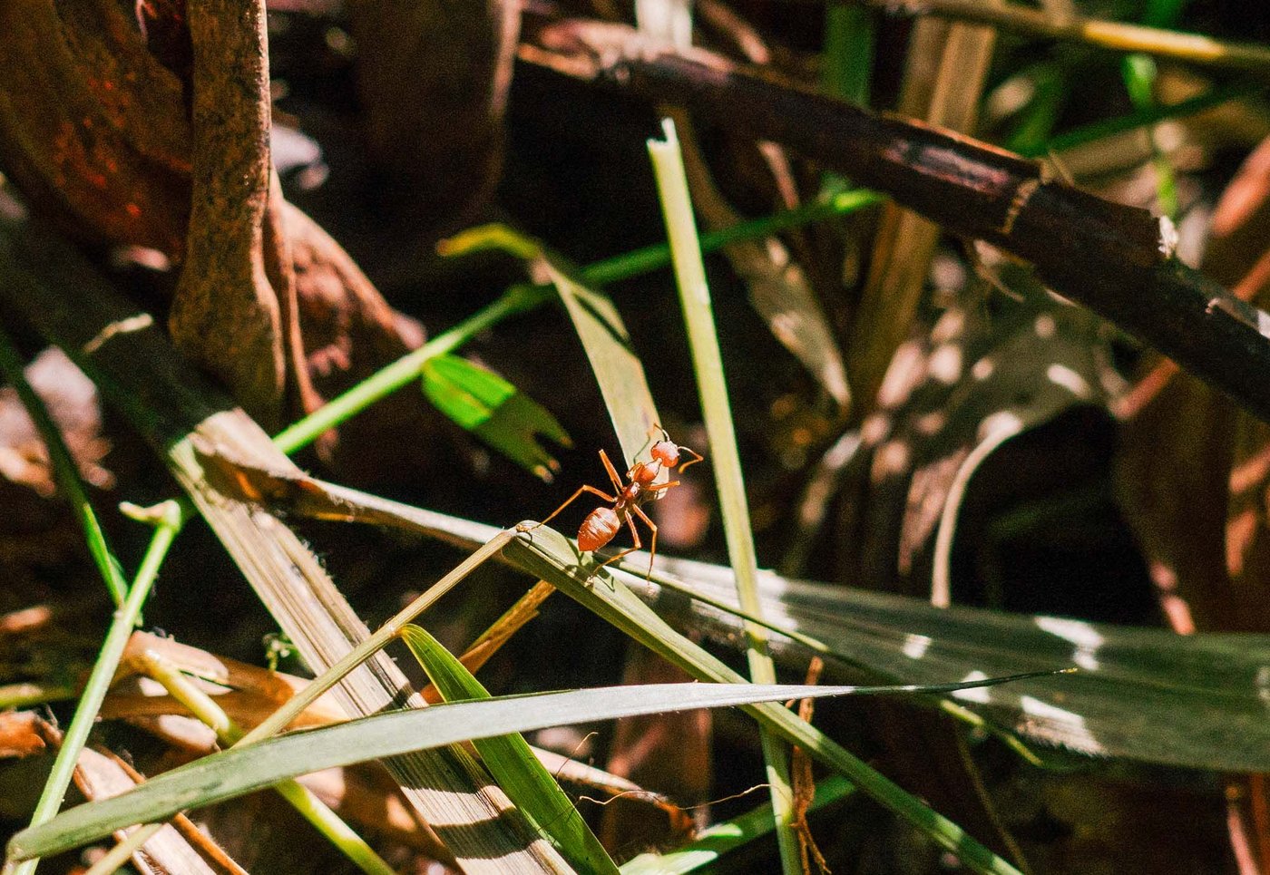 A close-up of a small brown ant climbing on blades of grass in the forest.