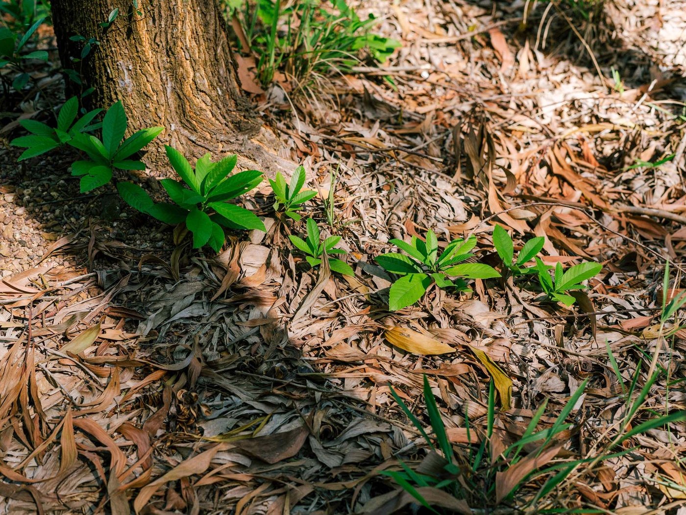 An image of the base of a tree in the forest. Small offshoots from the tree grow at the base of the tree, among the leaves.
