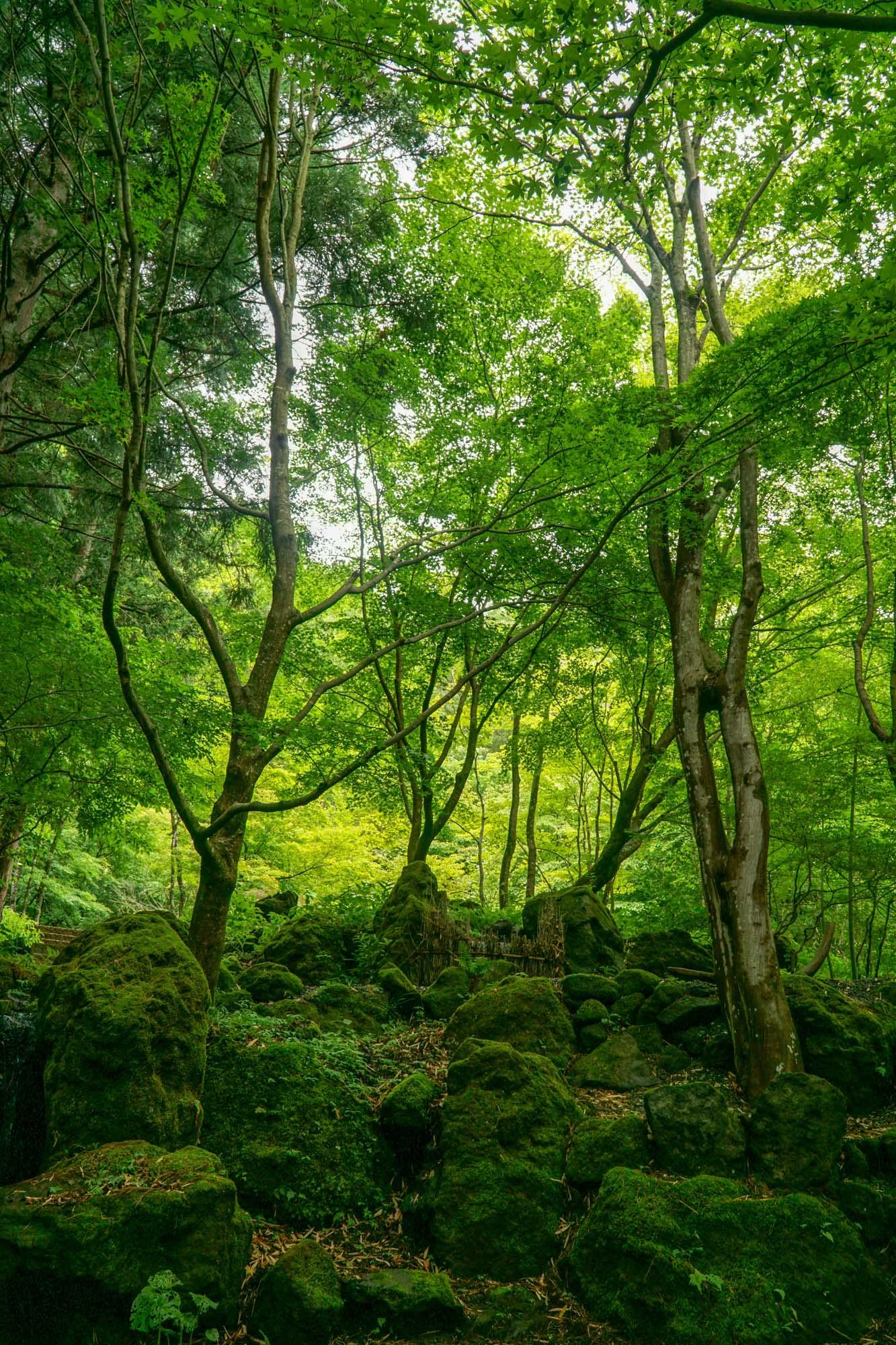 Inside a green forest.