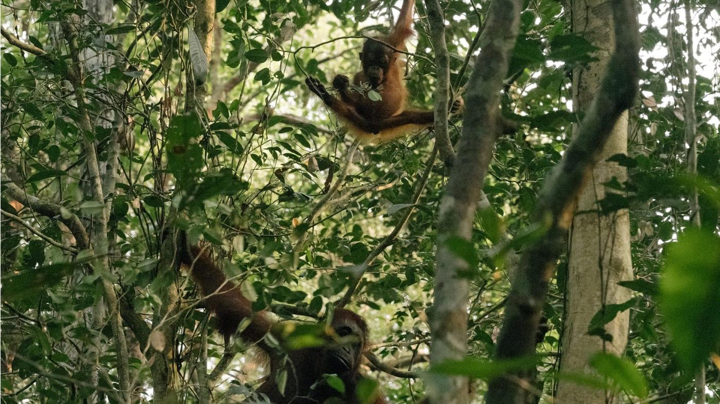 A baby orangutan does the splits while swing high in a tree as an adult orangutan looks on from below.