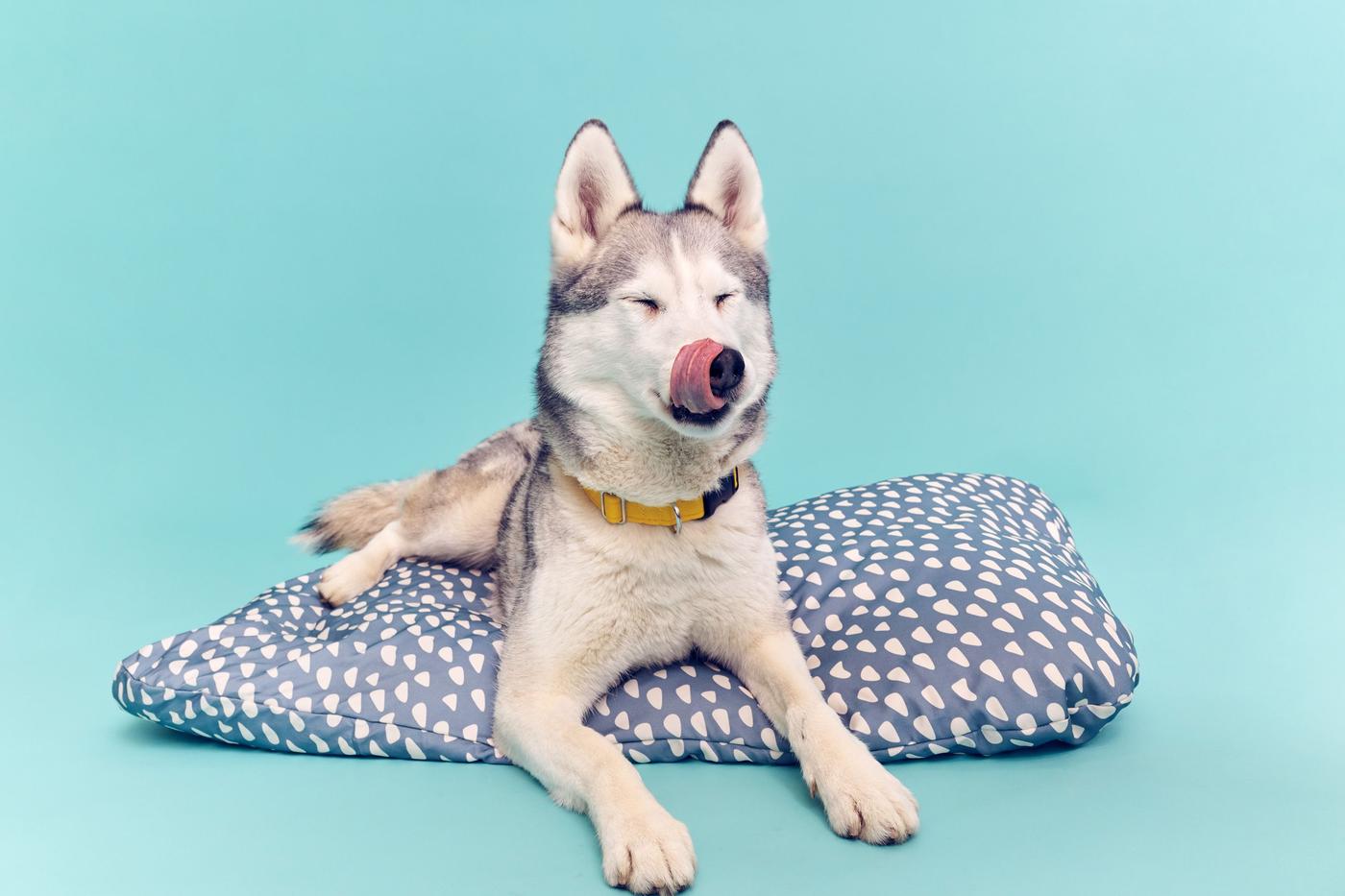 A blue environment with a dog lying atop an UTSÅDD pet cushion.