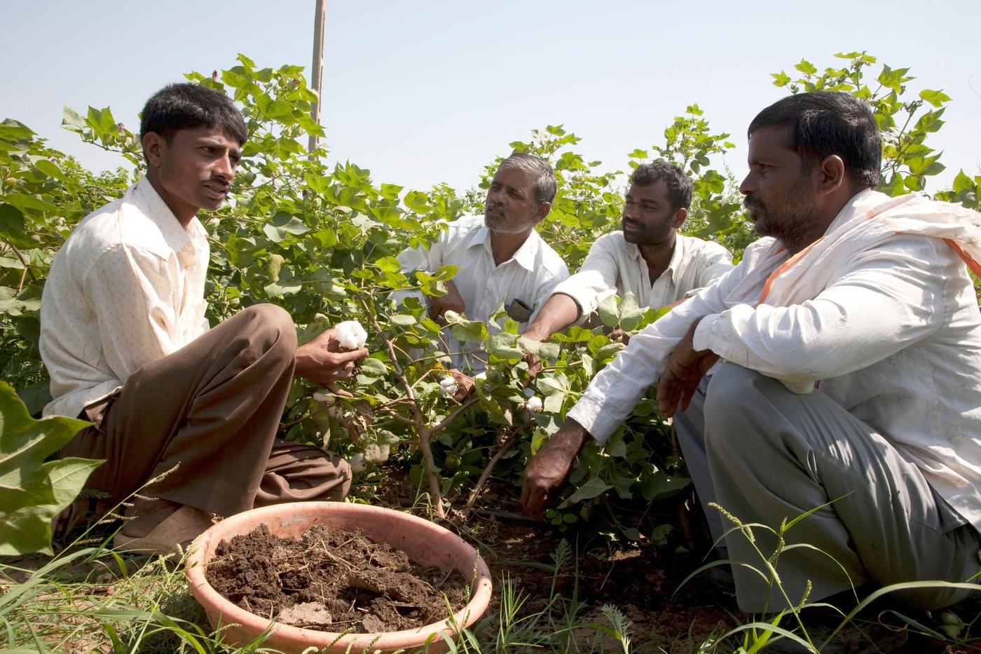 Four farmers in white shirts squatting and talking in a cotton field with high, green plants all around them.