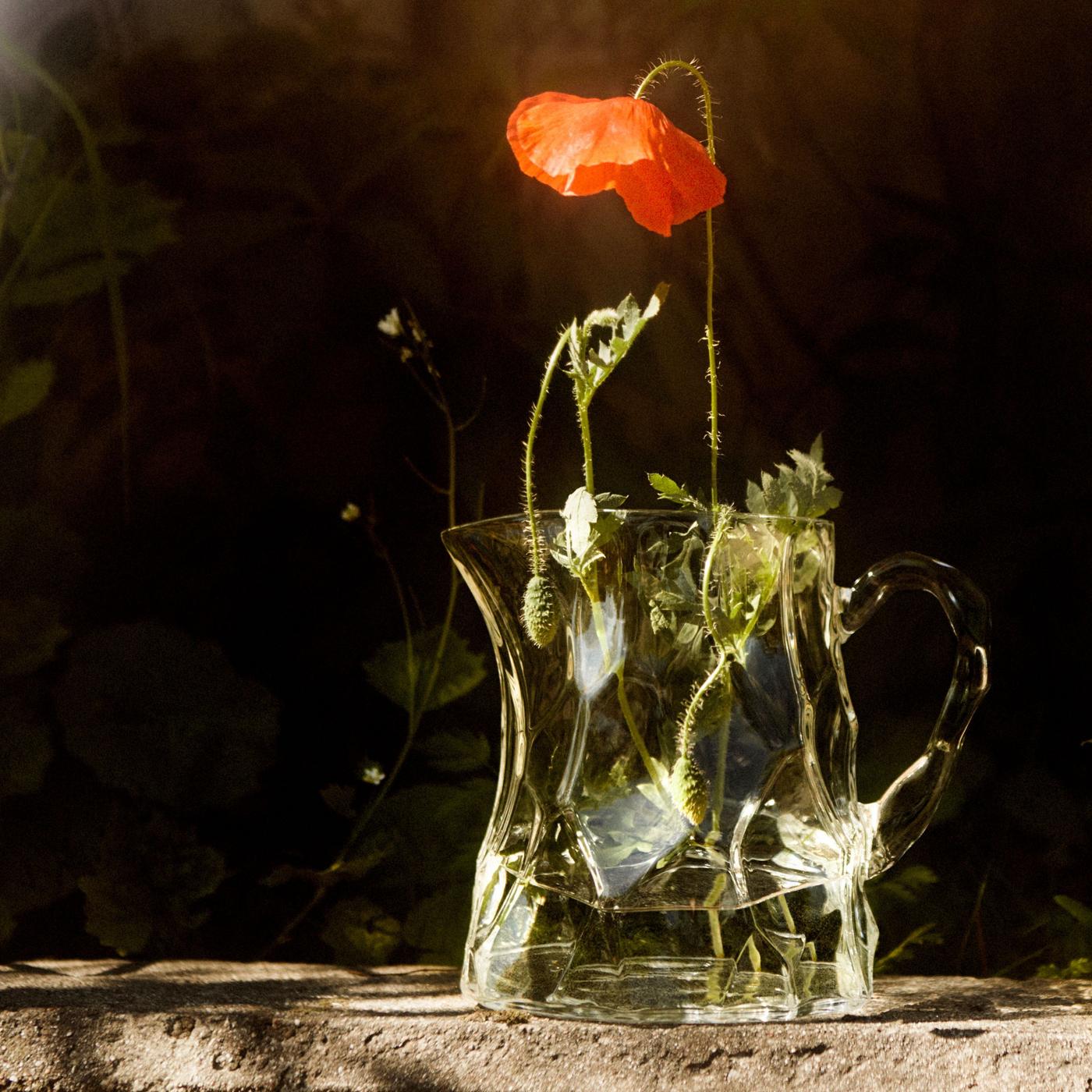 A glass pitcher with water and a poppy flower standing outside in the sun on a concrete wall.