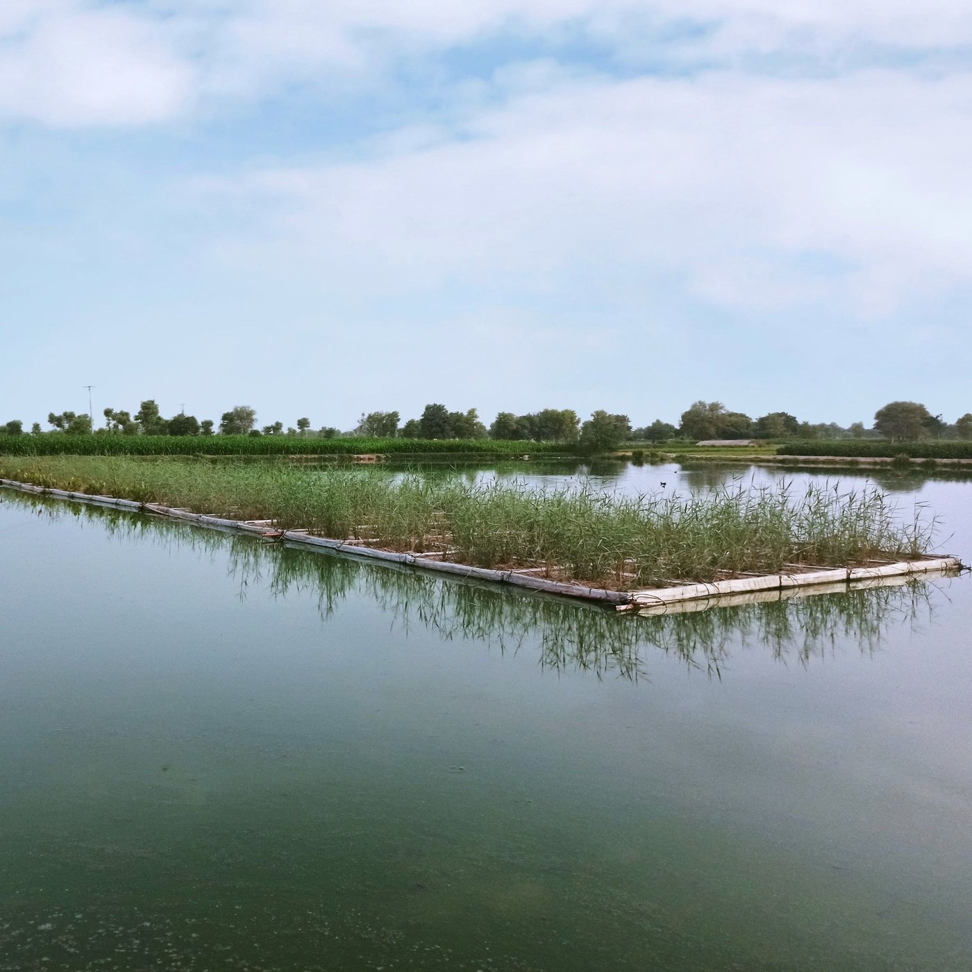 A body of water with a floating platform covered in plants.