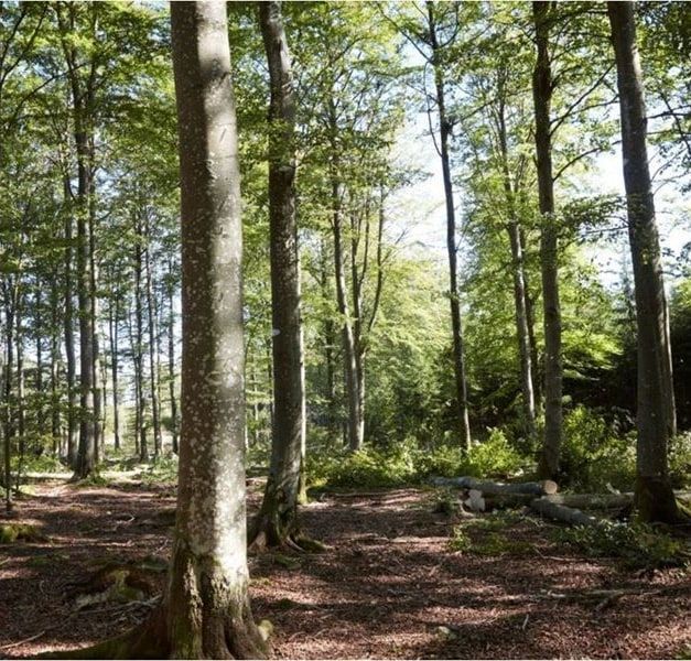 A light, airy forest with mainly leafy trees on a sunny day. Some recently cut tree logs are lying on the ground.