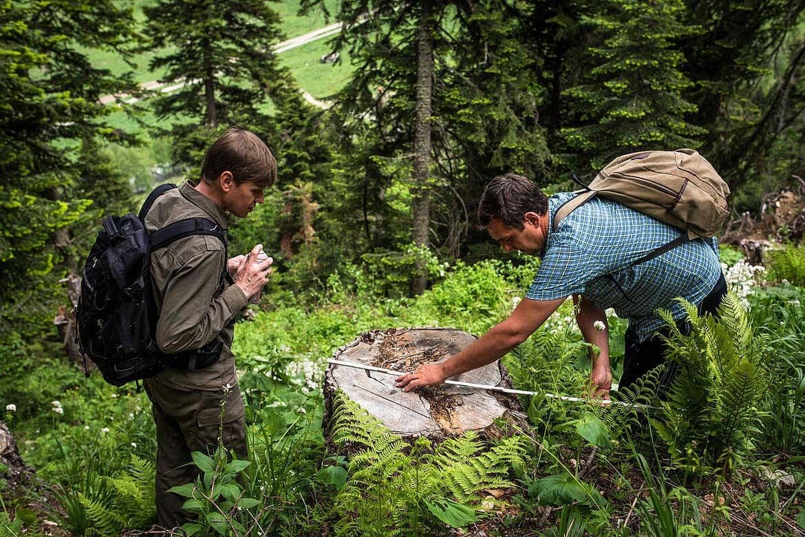 Two people inspecting and measuring the diameter of a tree stump.