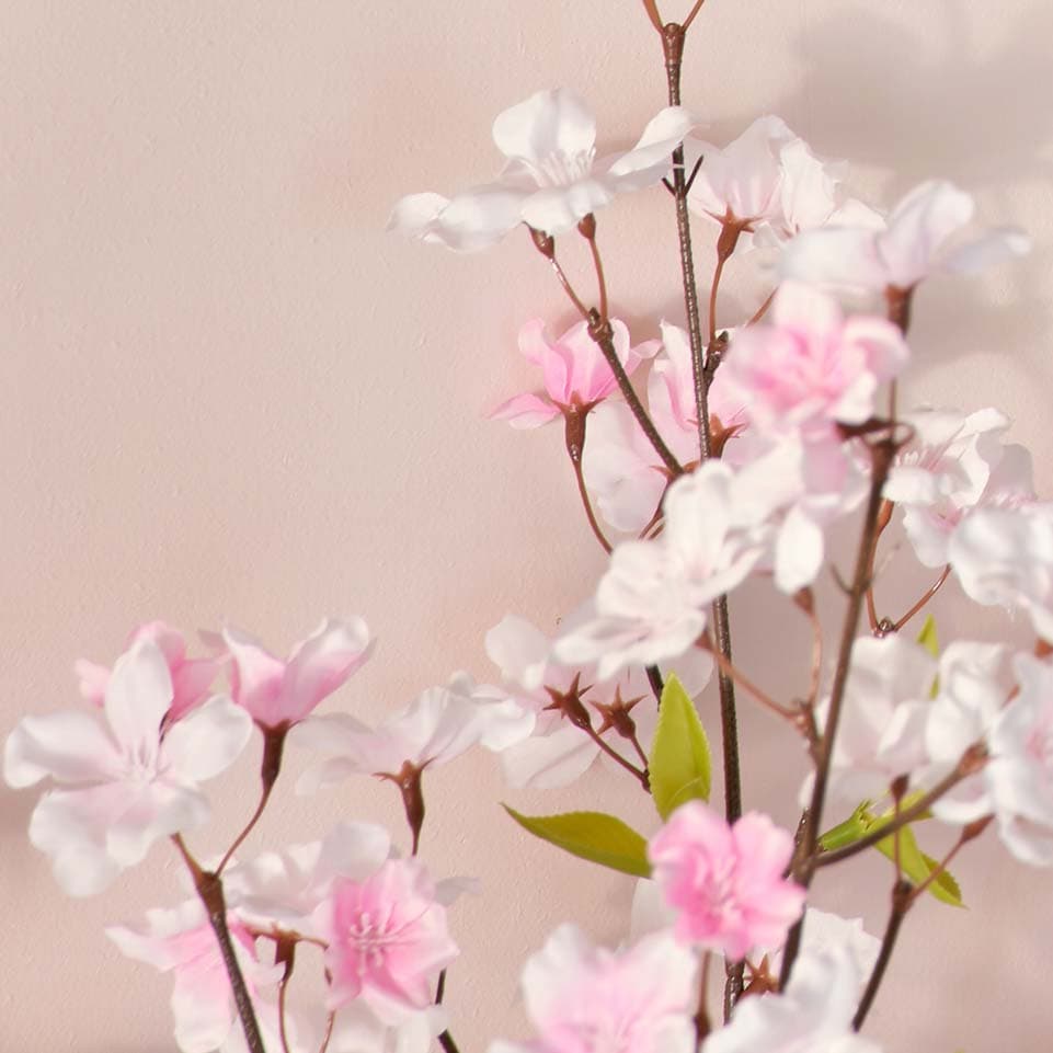 Close-up of cherry blossom against a pink wall.