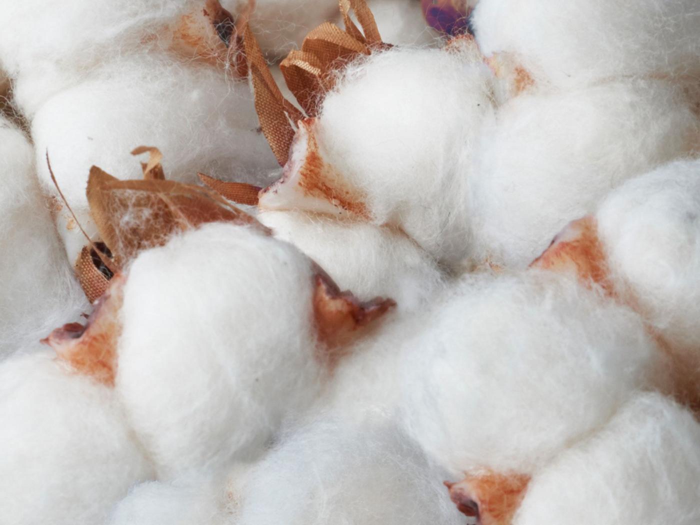 A bundle of freshly-picked raw cotton.