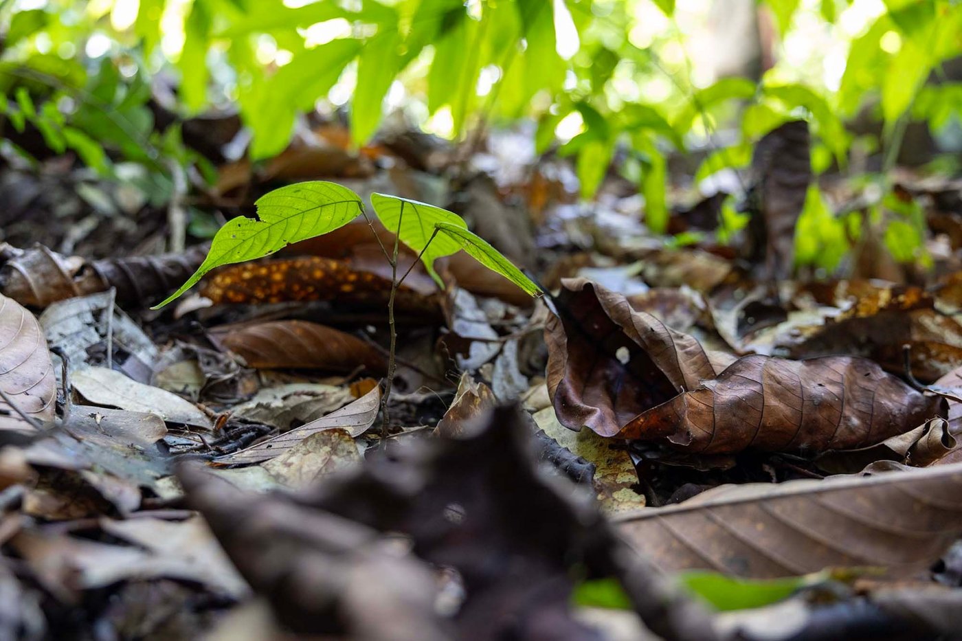 A small tree sappling grows on the forest floor.