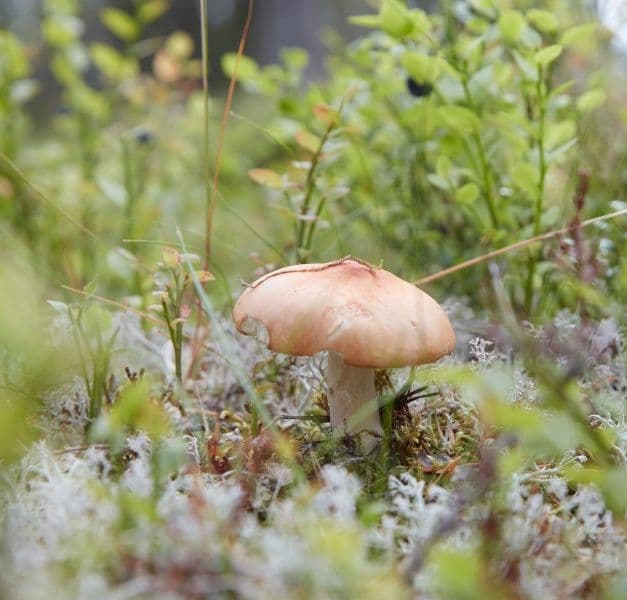 A single toadstool growing in a bed of lichens on the forest floor.