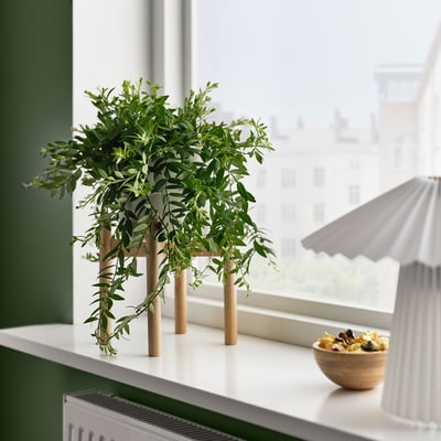 Mala biljka u saksiji AESCHYNANTHUS, zeleni listovi, bijela baza lonca, drvene stabljike stoji kraj prozora, pored male zdjele i lampe.