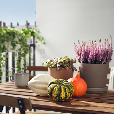 CUCURBITA Tökdekoráció, vegyes keverék